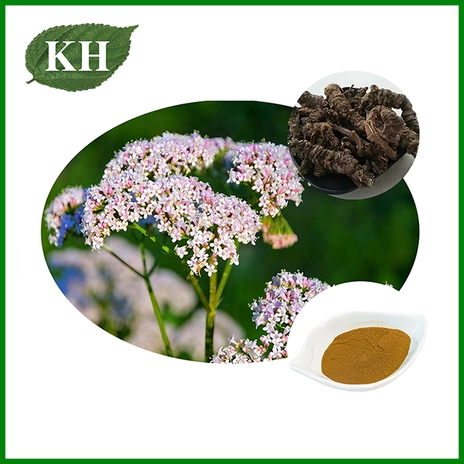 Polvo puro de raíz de valeriana