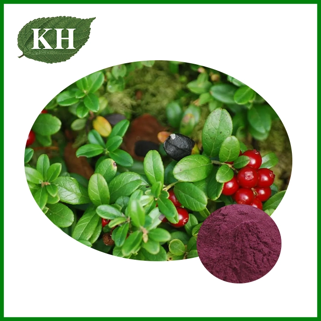 Lingonberry Extractum